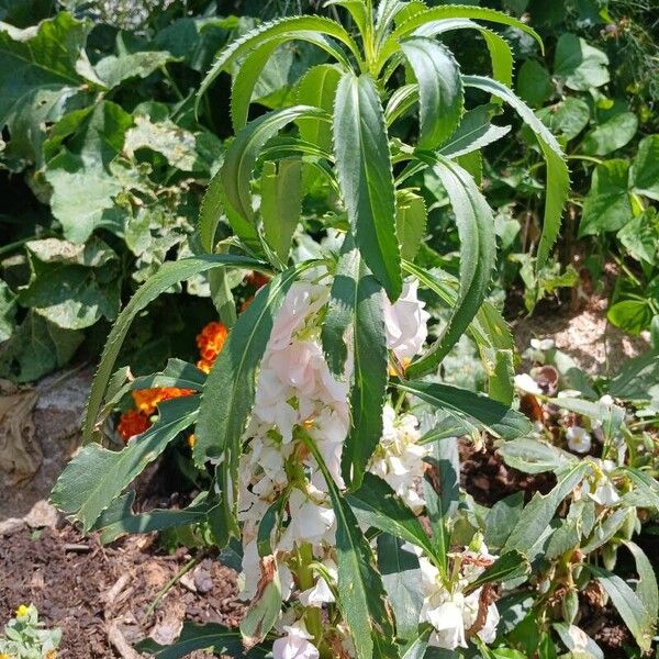 Impatiens balsamina Hábitos