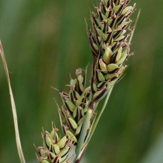 Carex buxbaumii 果