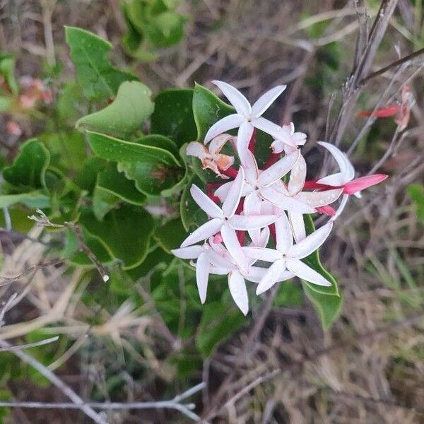 Carissa spinarum Blomst