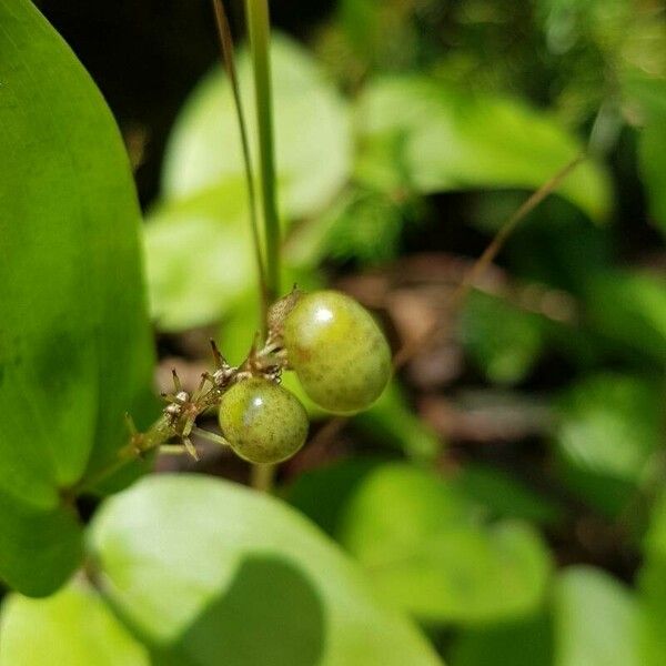 Maianthemum canadense Ffrwyth