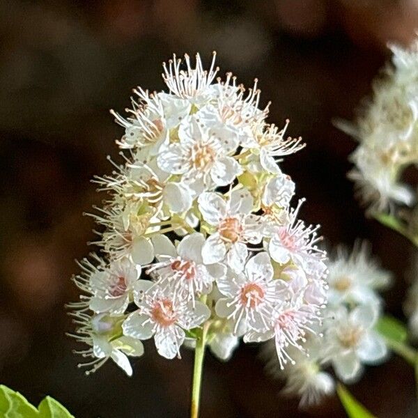 Spiraea alba Fiore