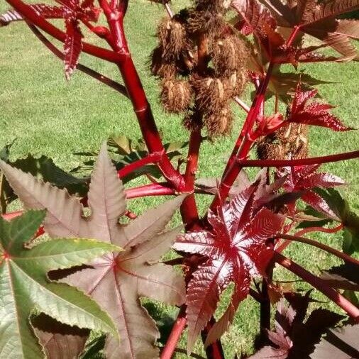 Ricinus communis Облик