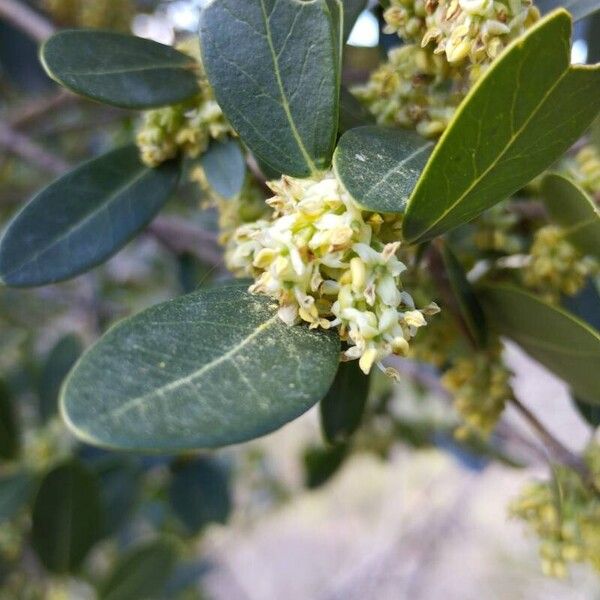 Phillyrea latifolia Blüte