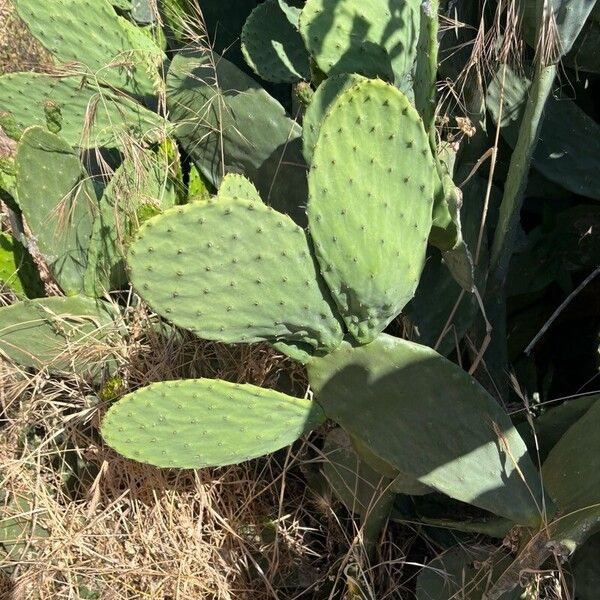 Opuntia ficus-indica Lehti