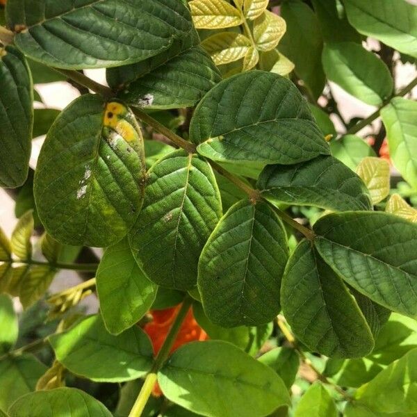 Spathodea campanulata Blatt