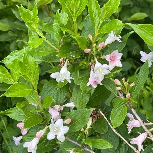 Weigela florida Flower