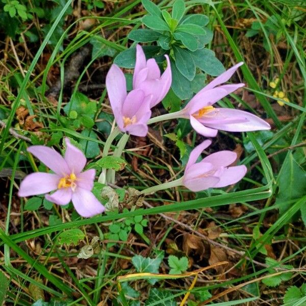 Colchicum multiflorum Blomma