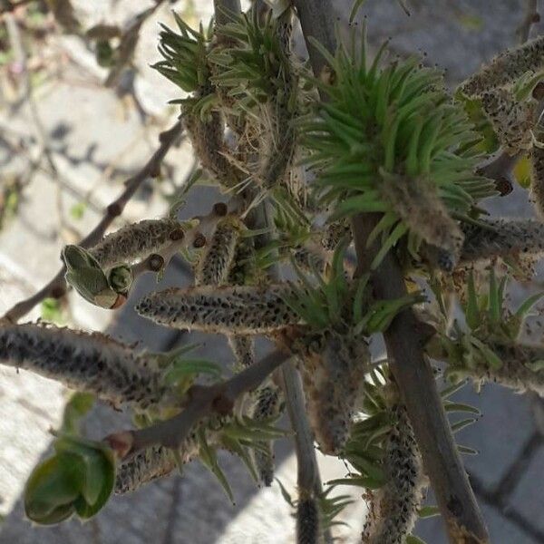 Salix cinerea Kwiat