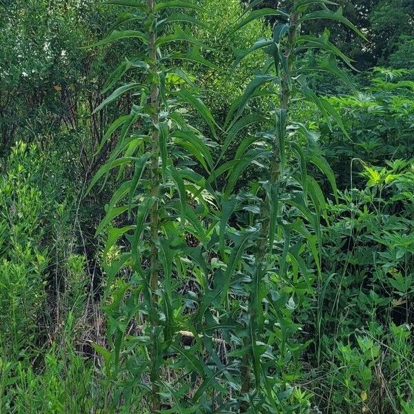 Lactuca canadensis Blad