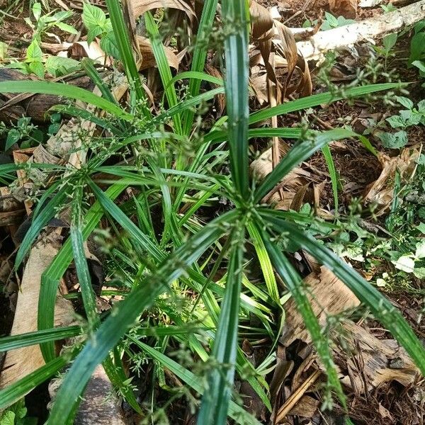 Cyperus alternifolius Лист