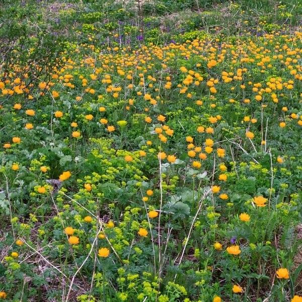 Trollius asiaticus Flower