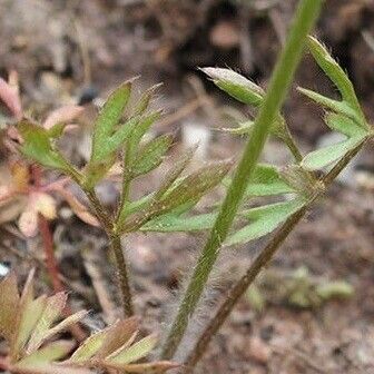 Ranunculus paludosus Ліст