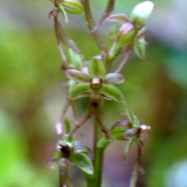 Neottia cordata Ostatní