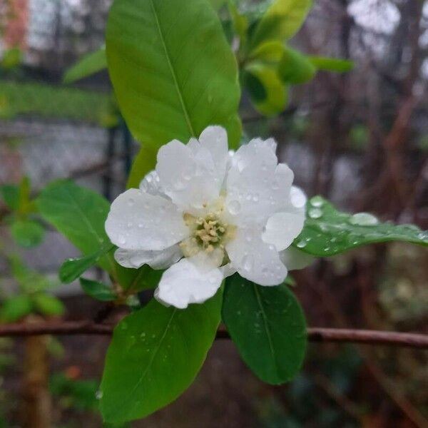 Exochorda racemosa Flor