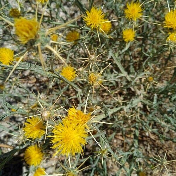 Centaurea solstitialis Кветка