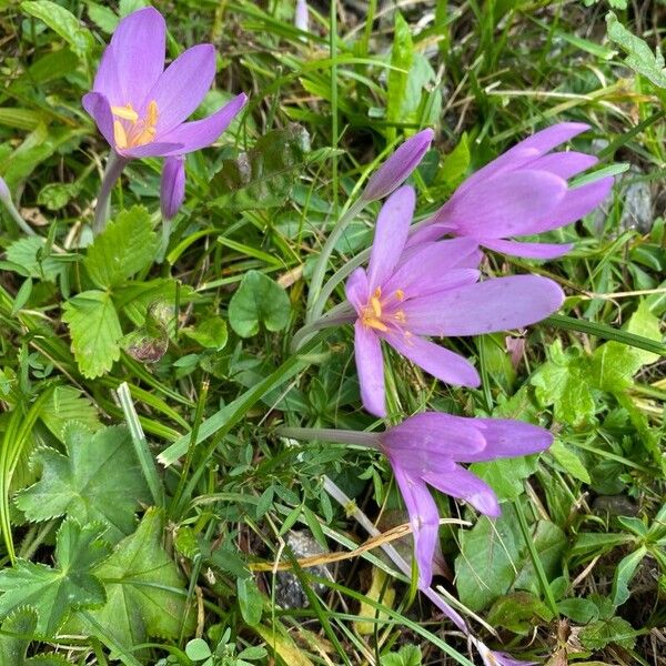 Colchicum multiflorum Flor