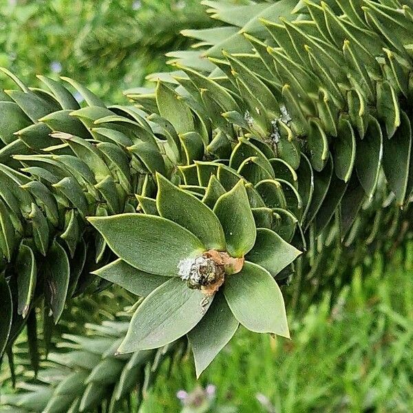 Araucaria araucana Flor