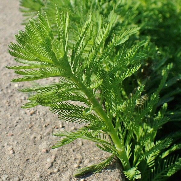 Myriophyllum aquaticum Habitat