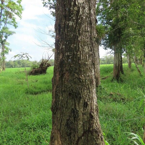 Albizia adinocephala Habitus