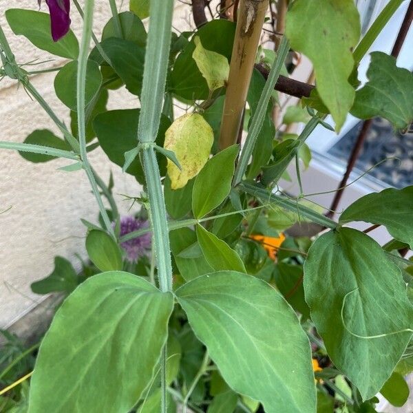 Lathyrus odoratus Leaf