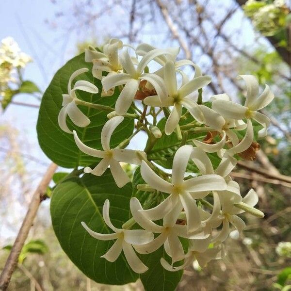 Holarrhena pubescens Blodyn