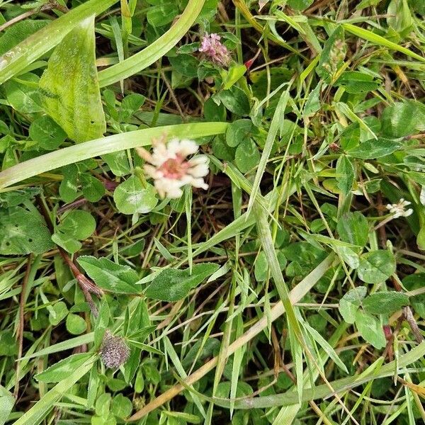 Trifolium occidentale Fiore