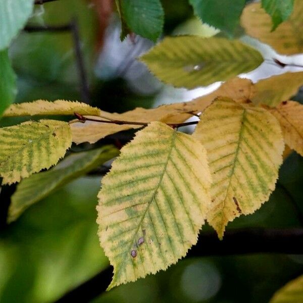 Carpinus caroliniana Лист