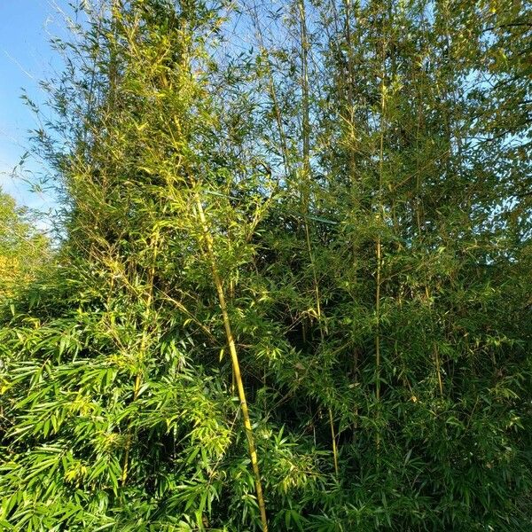 Phyllostachys aurea 形態