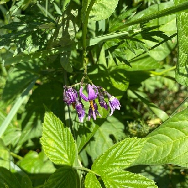 Solanum dulcamara Flower