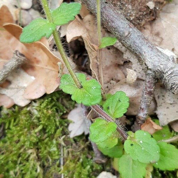 Veronica arvensis Φύλλο