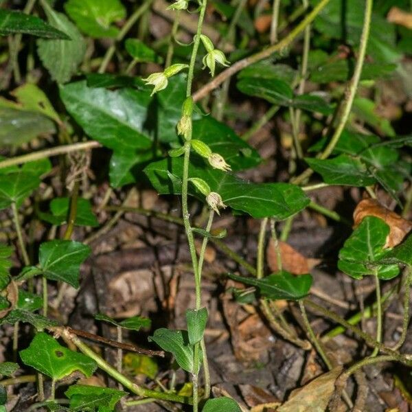 Epipactis albensis Habitat