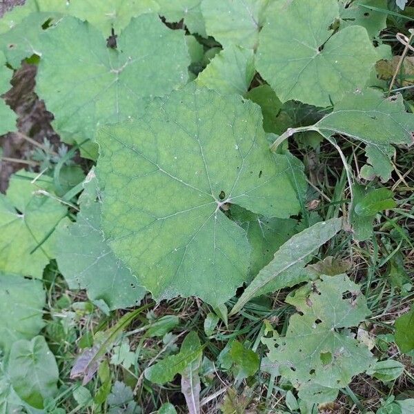 Petasites albus Hoja