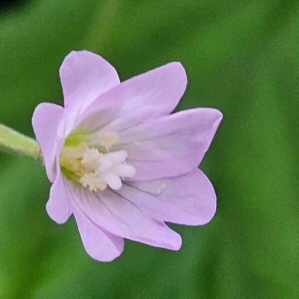 Epilobium montanum Кветка