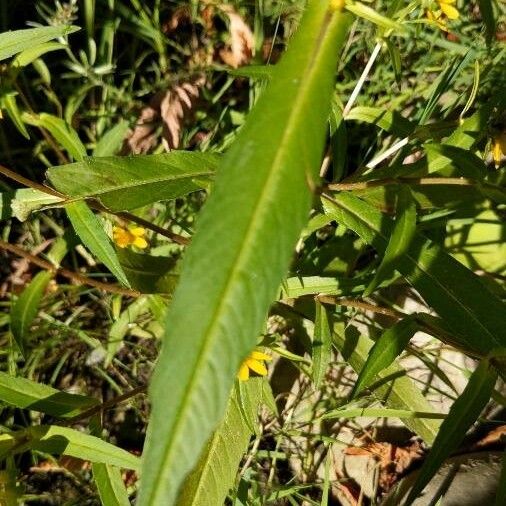 Bidens cernua Deilen