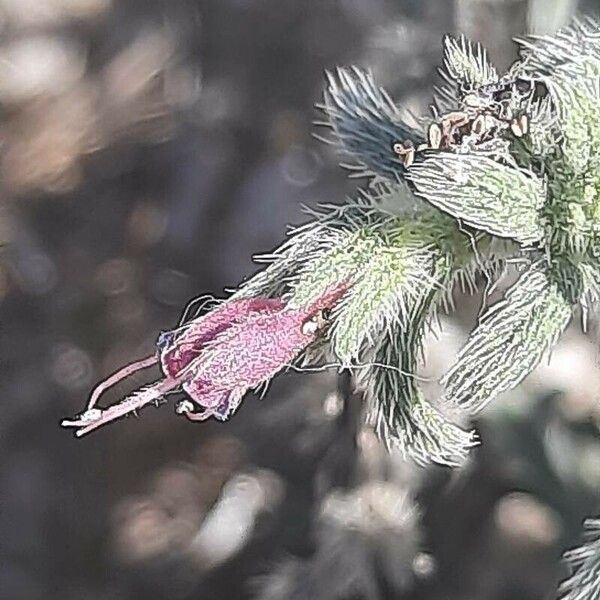 Echium angustifolium Floare