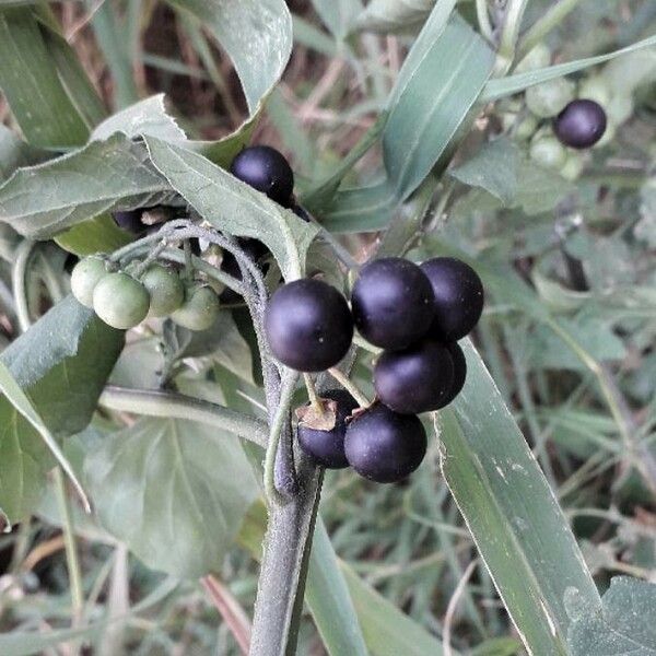 Solanum nigrum फल