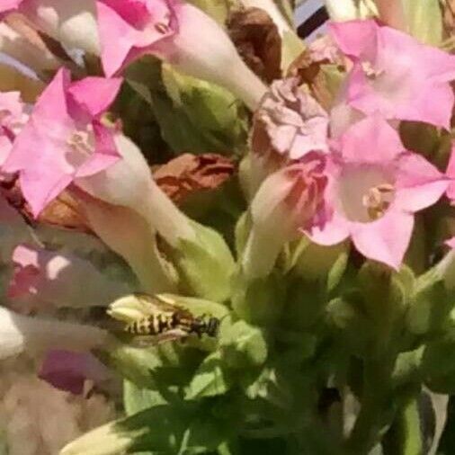 Nicotiana tabacum Цвят