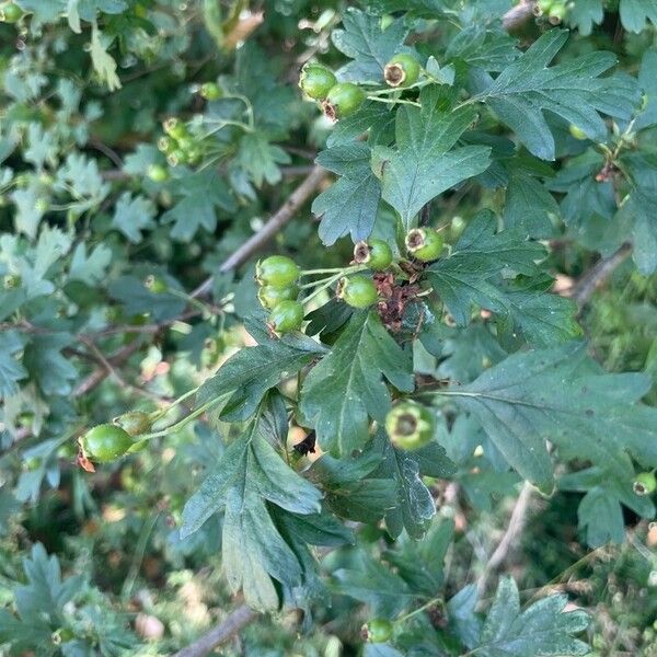 Crataegus monogyna पत्ता