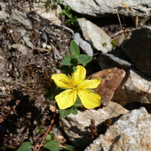 Hypericum richeri Altres