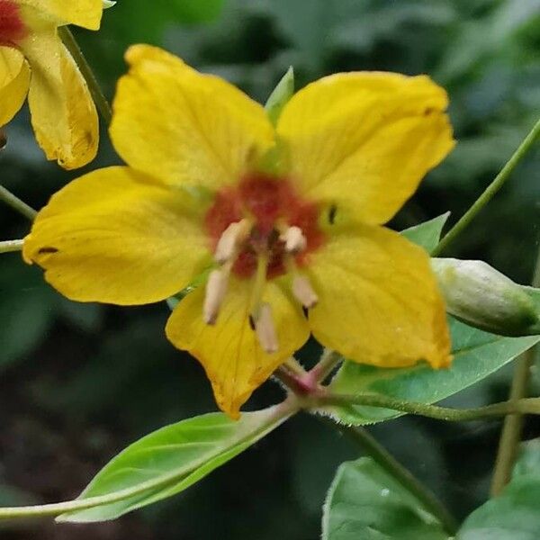 Lysimachia ciliata Flower