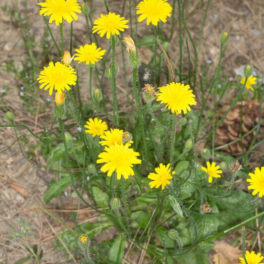 Hypochaeris achyrophorus आदत