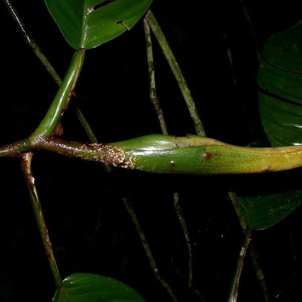 Philodendron alliodorum Owoc