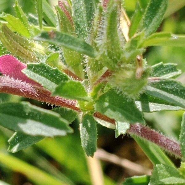 Ononis spinosa Leaf