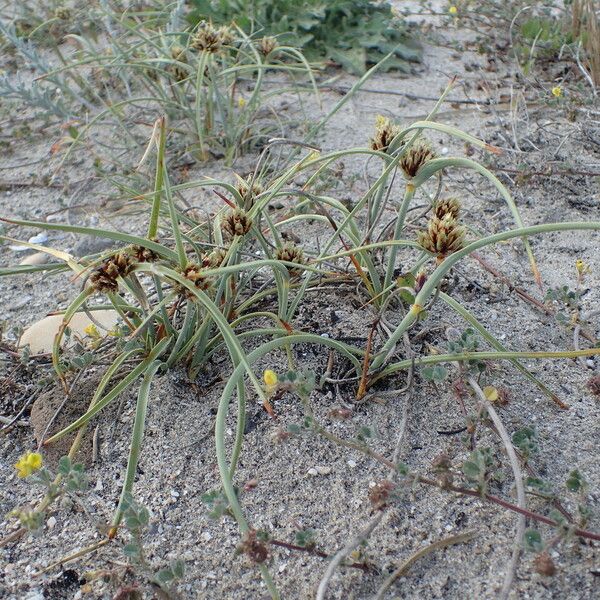 Cyperus capitatus Habit