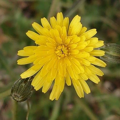 Crepis vesicaria 花