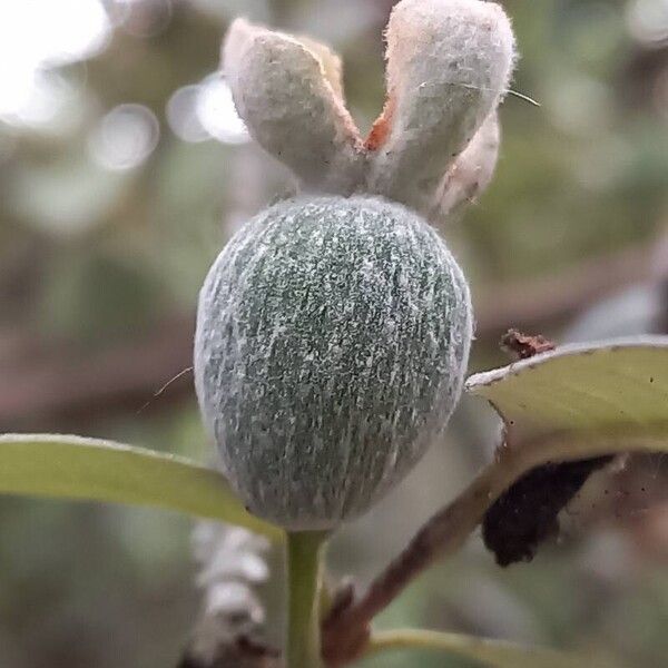 Feijoa sellowiana Fruto