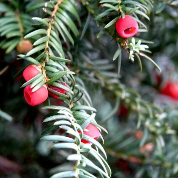 Taxus baccata Blatt