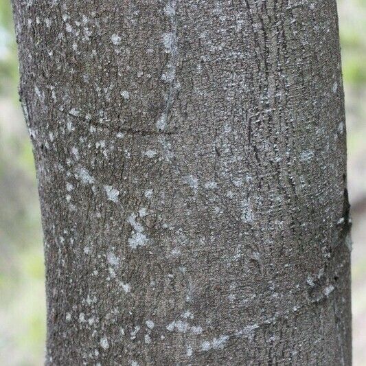 Acacia mearnsii Other