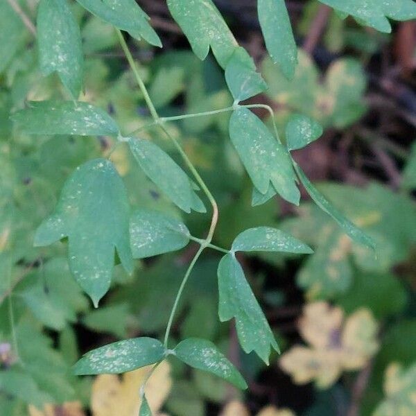 Thalictrum minus Hostoa