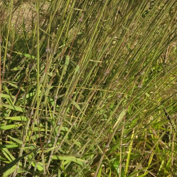 Melinis minutiflora Leaf